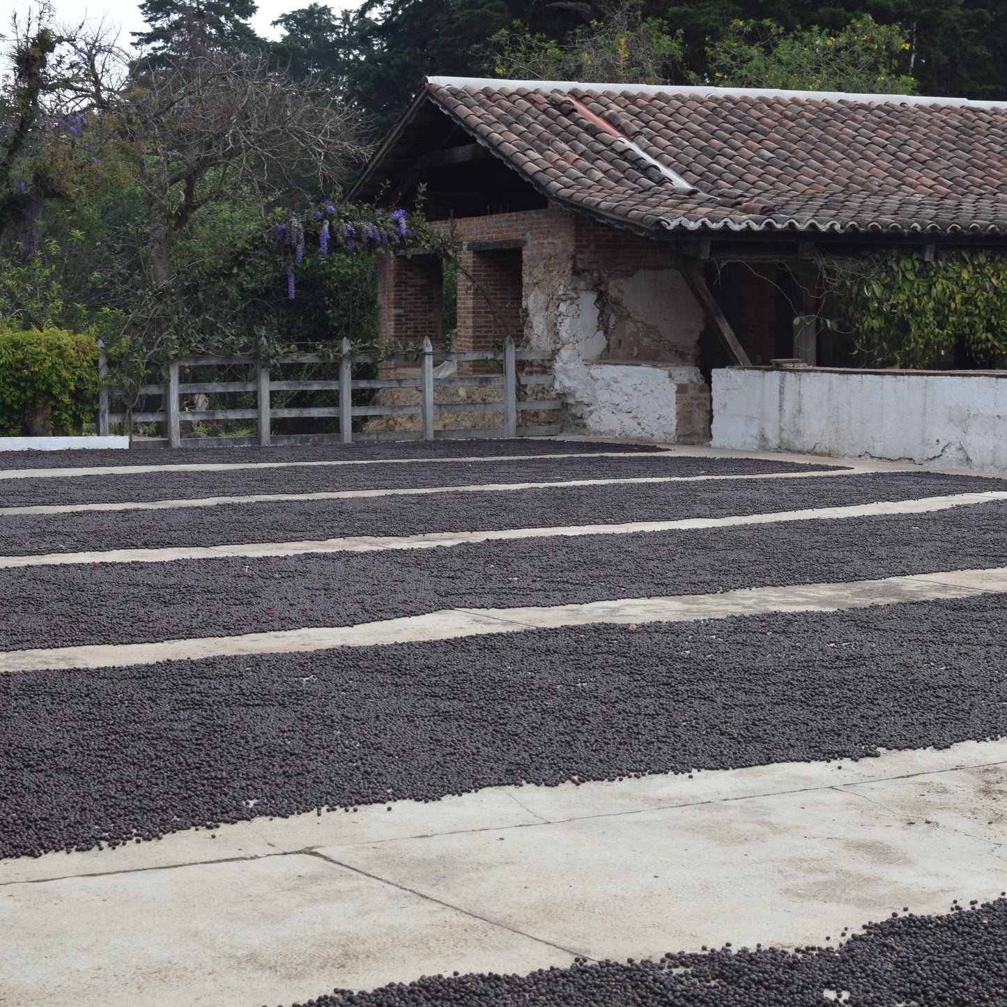 Montalt - San Jose Ocana - Guatemala